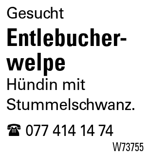 Entlebucher-       welpe