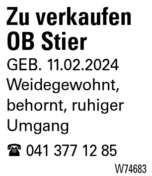 Zu verkaufen OB Stier