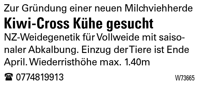 Kiwi-Cross Kühe gesucht